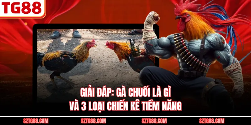 Giải Đáp: Gà Chuối Là Gì Và 3 Loại Chiến Kê Tiềm Năng